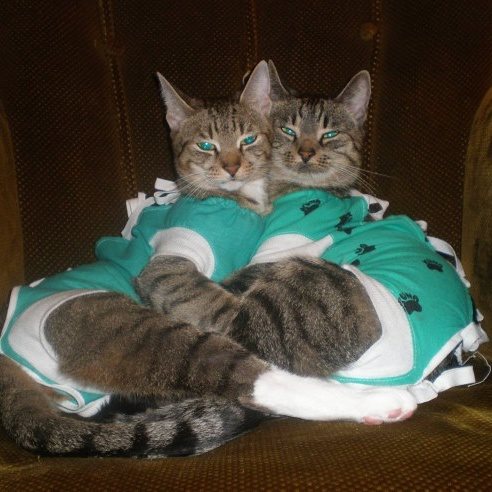 E-collar Alternatives for Cats!