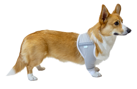 allergies dermatological irritation corgi