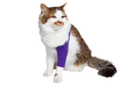 cat IV fluid intraveneous