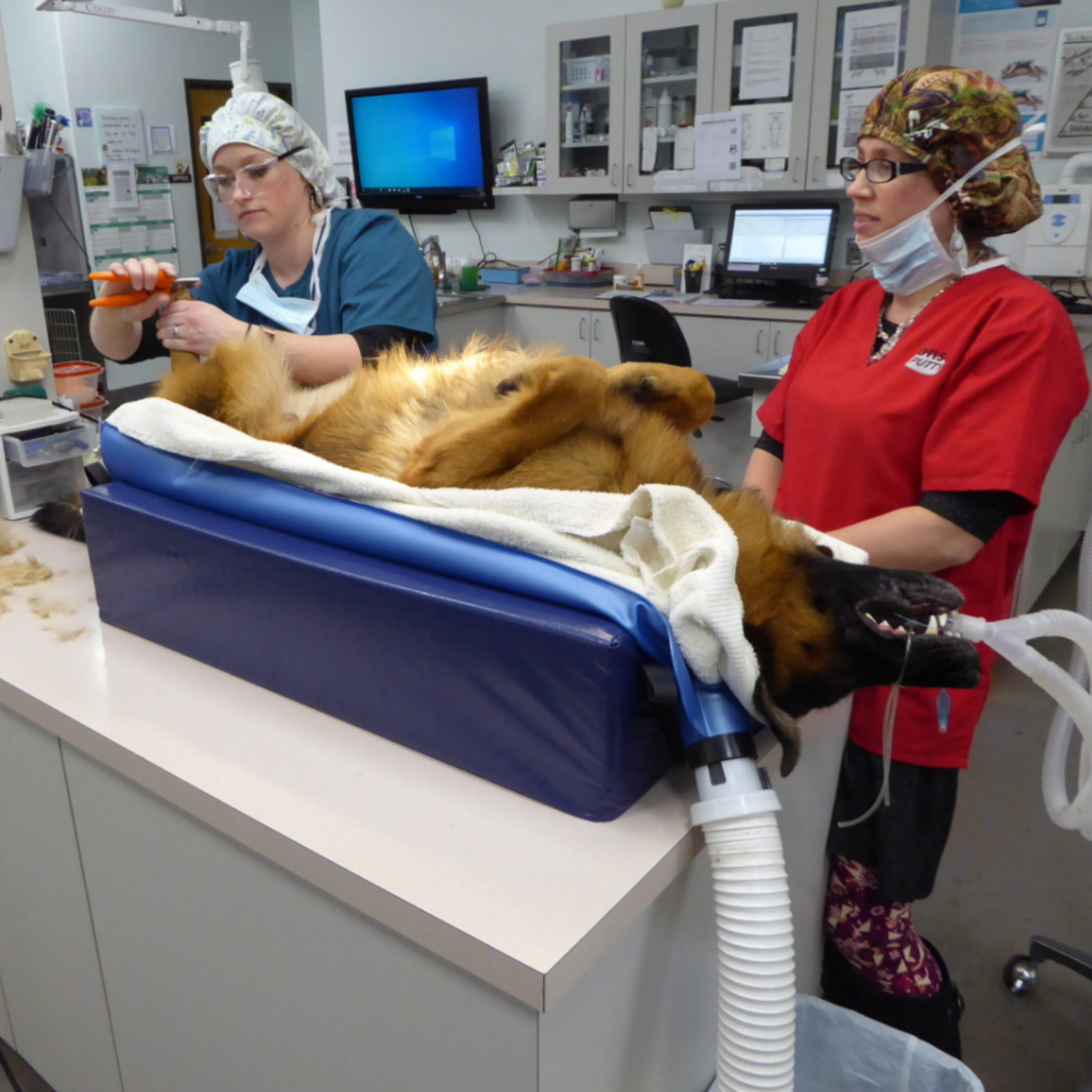 warming blanket veterinary