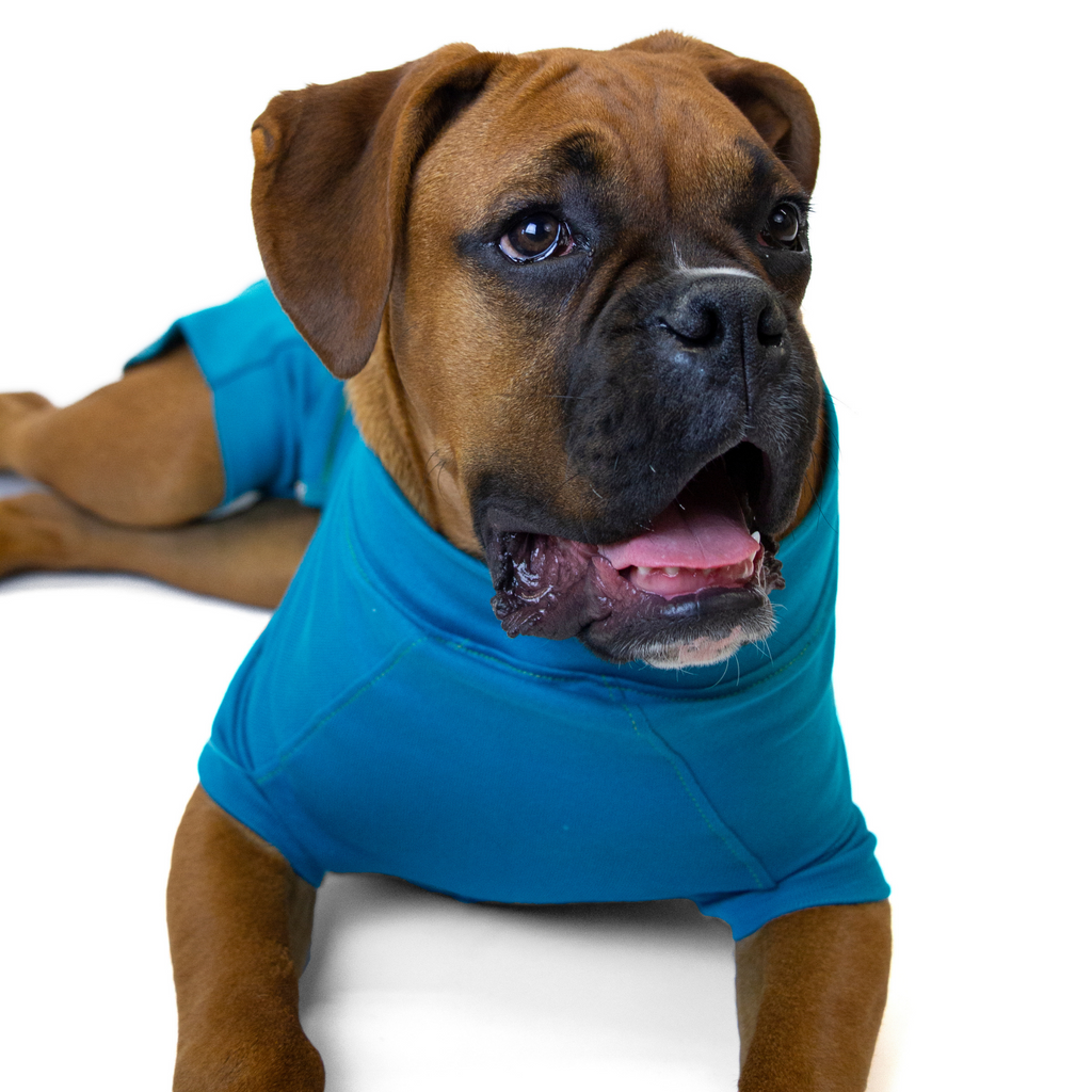 Surgical recovery 2024 suit for dogs