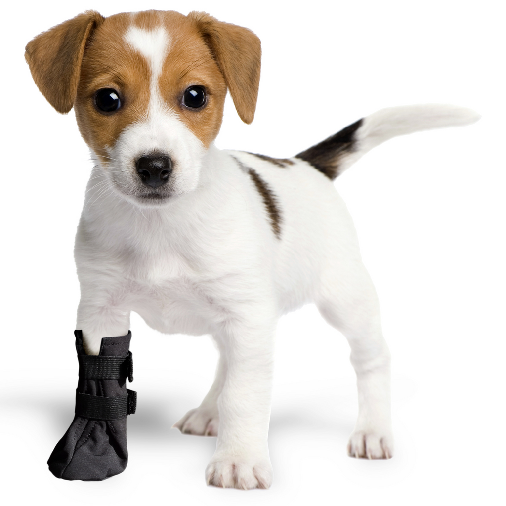 Dog fashion boots for injuries