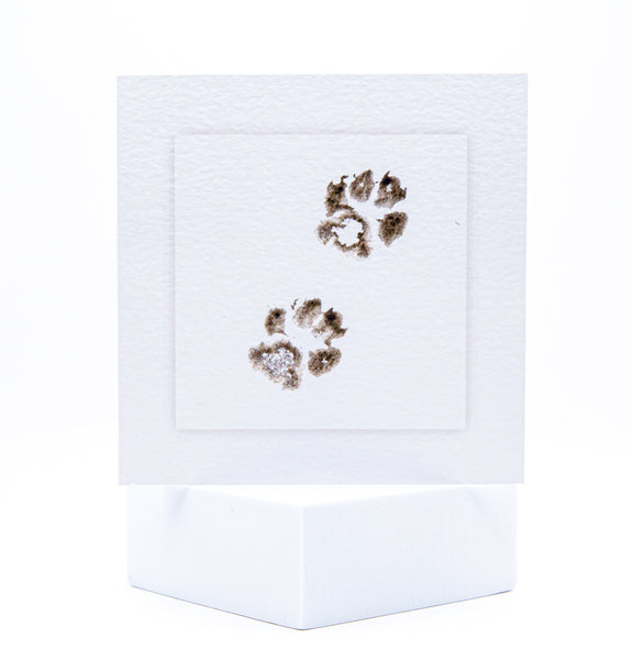 Animal Hospital Sympathy Card - Cat Paws