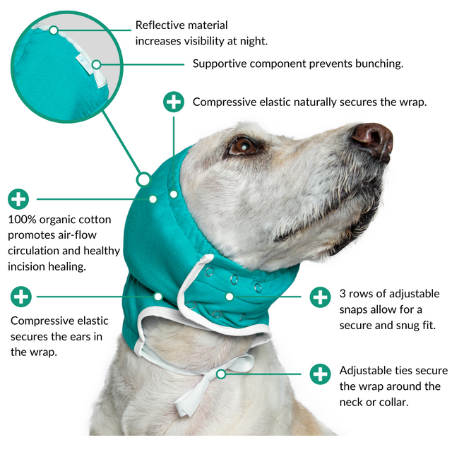 ear wrap hematoma dog diagram