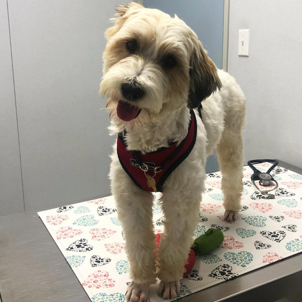 Dog on veterinary exam table
