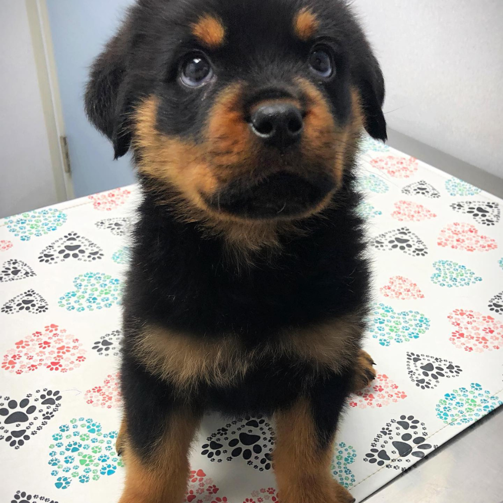 Veterinary Exam Table Mat