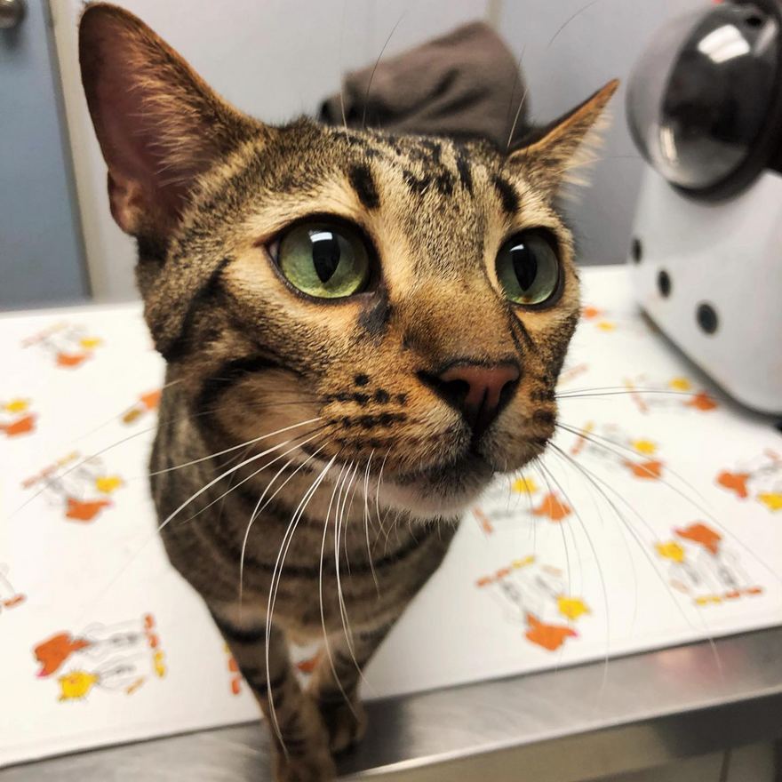 Veterinary Exam Table Mat