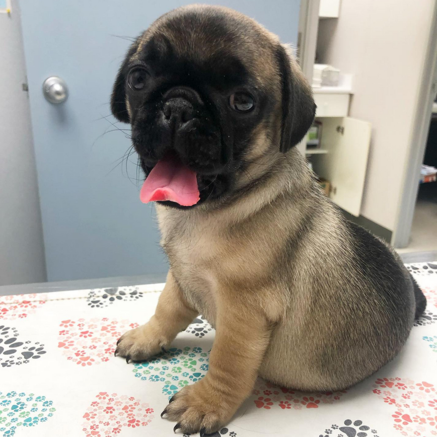 Veterinary Exam Table Mat