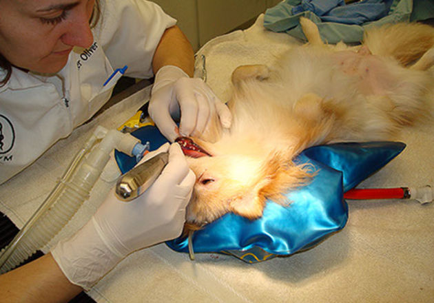 dental positioner dog