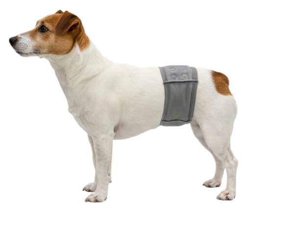 VetMed Belly Band (2 pack)