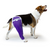 hip bandaging dog back leg purple
