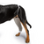 hind leg recovery sleeve vetmedwear dog