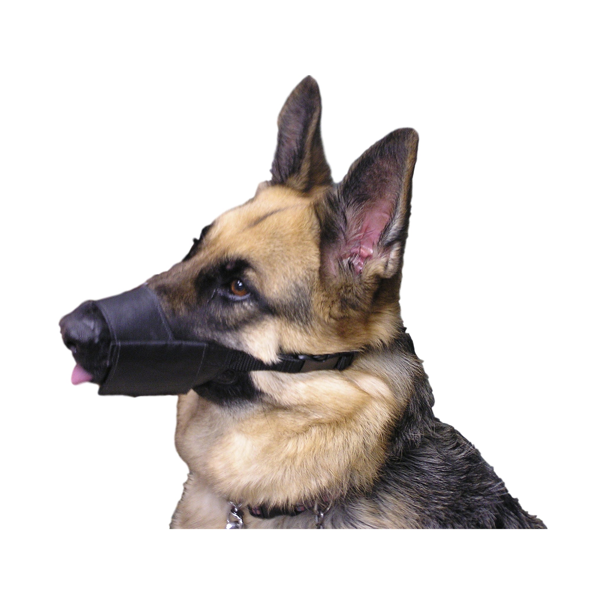 Dental Exam Muzzle for Dogs - VetMedWear