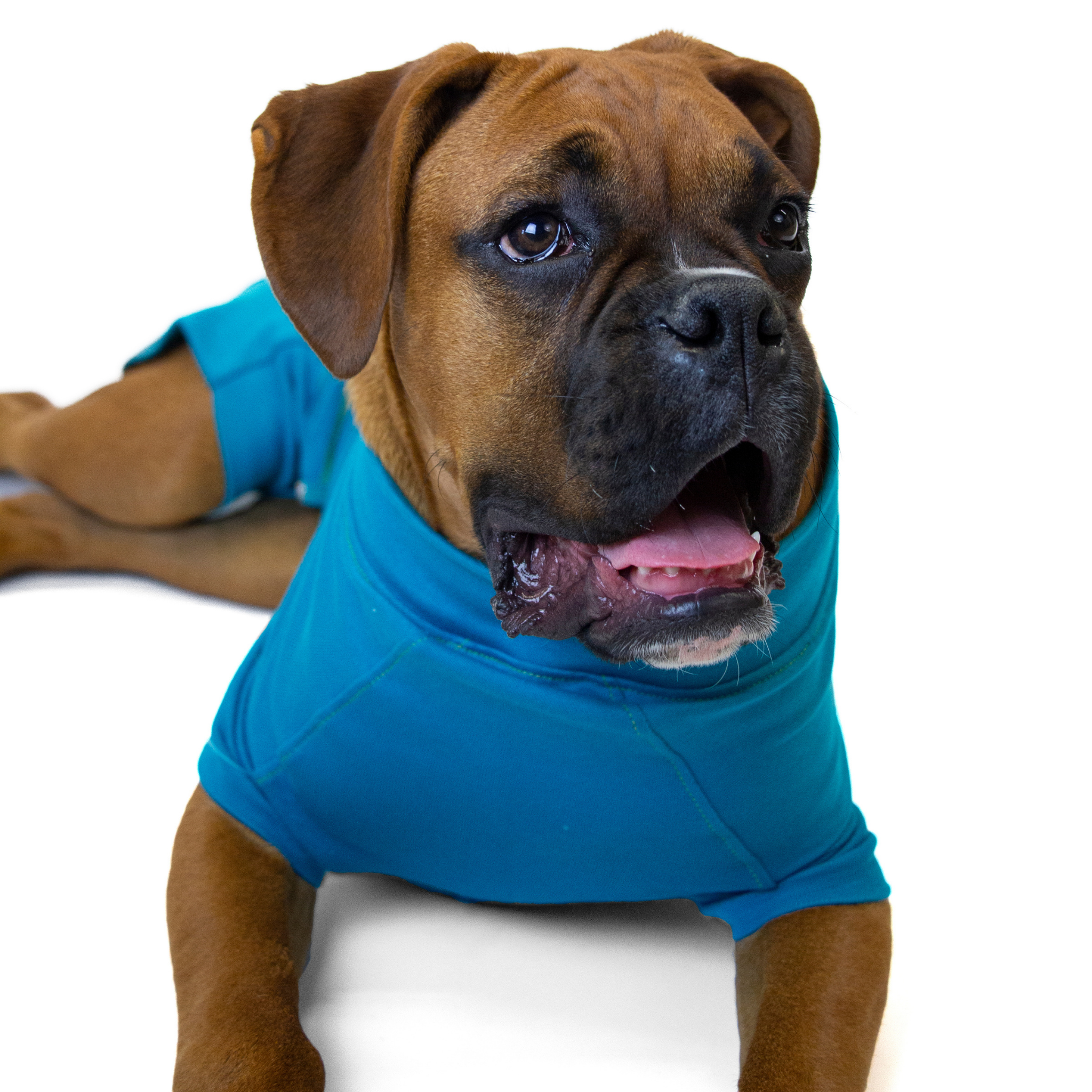 dog ecollar alternative vetmedwear