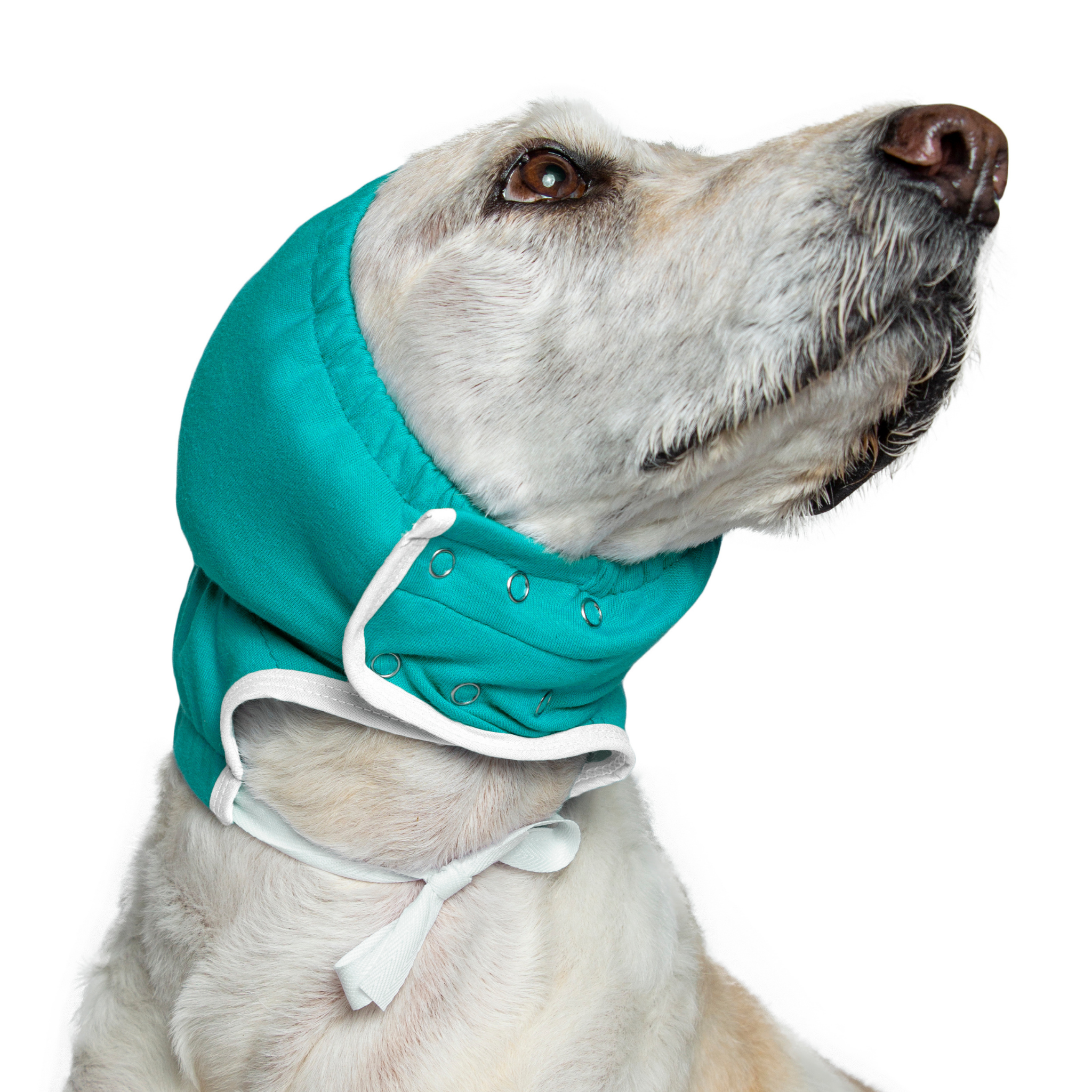 how do you treat dog ear hematoma