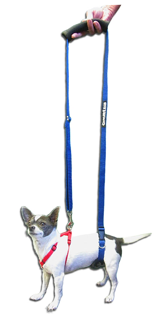 Gingerlead dog support shop & rehabilitation harness