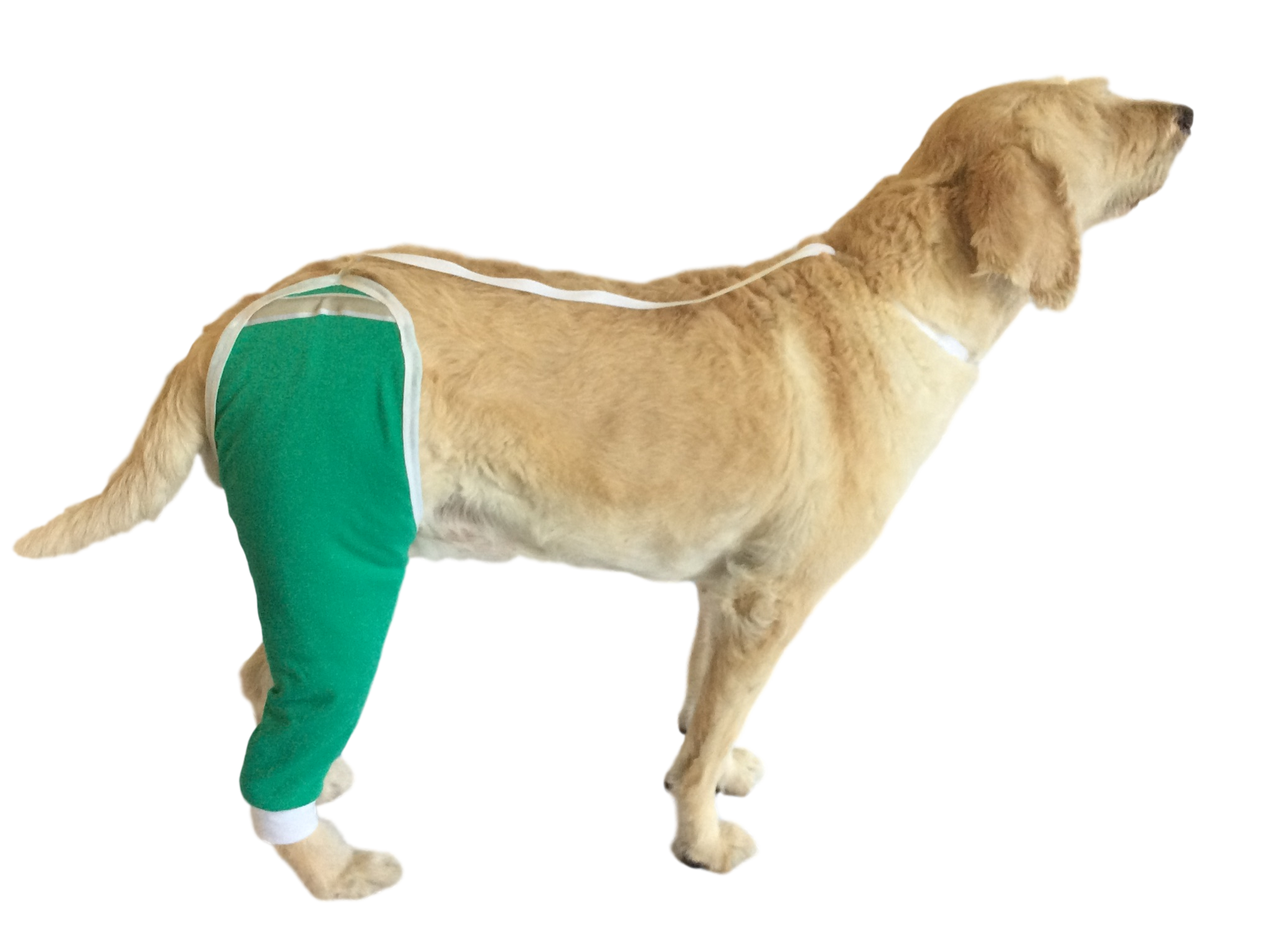 E-Collar Alternative for Hip and Thigh Wounds